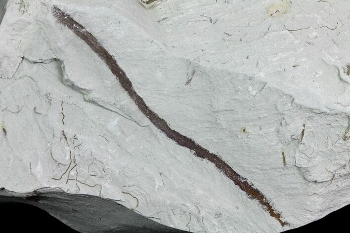 Ediacaran Aged Fossil Worms (Sabellidites) - Estonia #73518